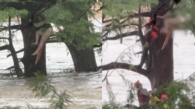 Swept 32 km by Texas floods: Woman survives four dams and floating debris; rescued clinging to tree