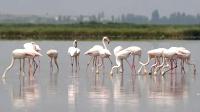 Flamingos are stirring up trouble and ravaging rice for risotto in Italy's northeast
