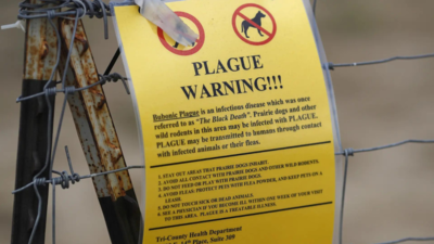 US: Arizona resident dies from plague, 1st in 2 decades