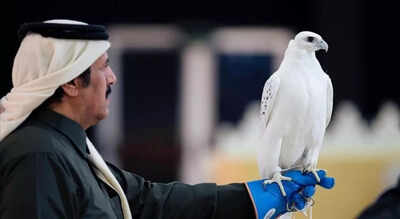 Inside the Gulf's falconry empire: Why these birds are worth more than supercars