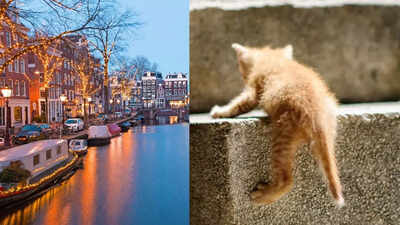 This European city is investing 100,000 Euros in tiny staircases to save cats– and the reason is heartwarming