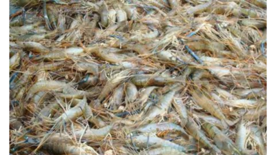 Radioactive shrimps found? FDA warns against consuming certain frozen shrips; cites potential Cesium-137 contamination