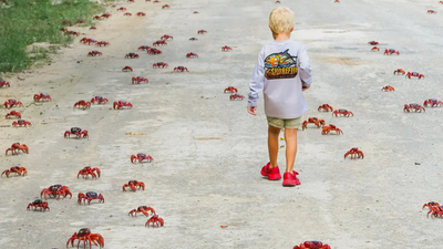 A young boy walks amongst red crabs during their annual migration (Image credits: AP) Oh crab! Annual migration of shellfish begins; Australian island turns red