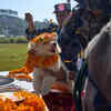 Joyful pup adorned with flowers