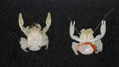 Australia’s deep ocean reveals two new species: A glow-in-the-dark shark and a tiny porcelain crab; discovered by CSIRO