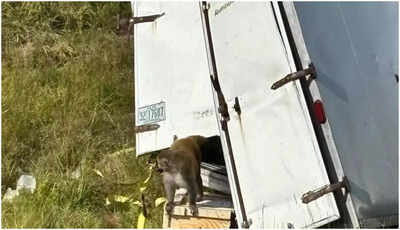 'Aggressive' monkey carrying COVID, hepatitis C escapes after truck crash in Mississippi; University denies claims, says they are 'not infectious'
