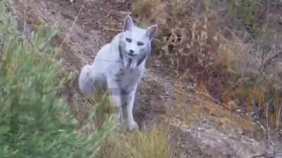 World’s first rare white Iberian lynx captured on camera in Spain’s wild mountains | Watch