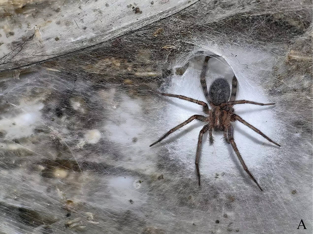 ​A female spider inside Sulfur Cave
