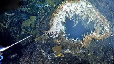 Source: LADbible Axial Seamount may erupt by 2026: Uncovering the hidden dangers of Oregon’s most active underwater volcano