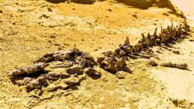 Chucarosaurus diripienda: The dinosaur so massive it shattered roads and transformed how scientists study titanosaurs