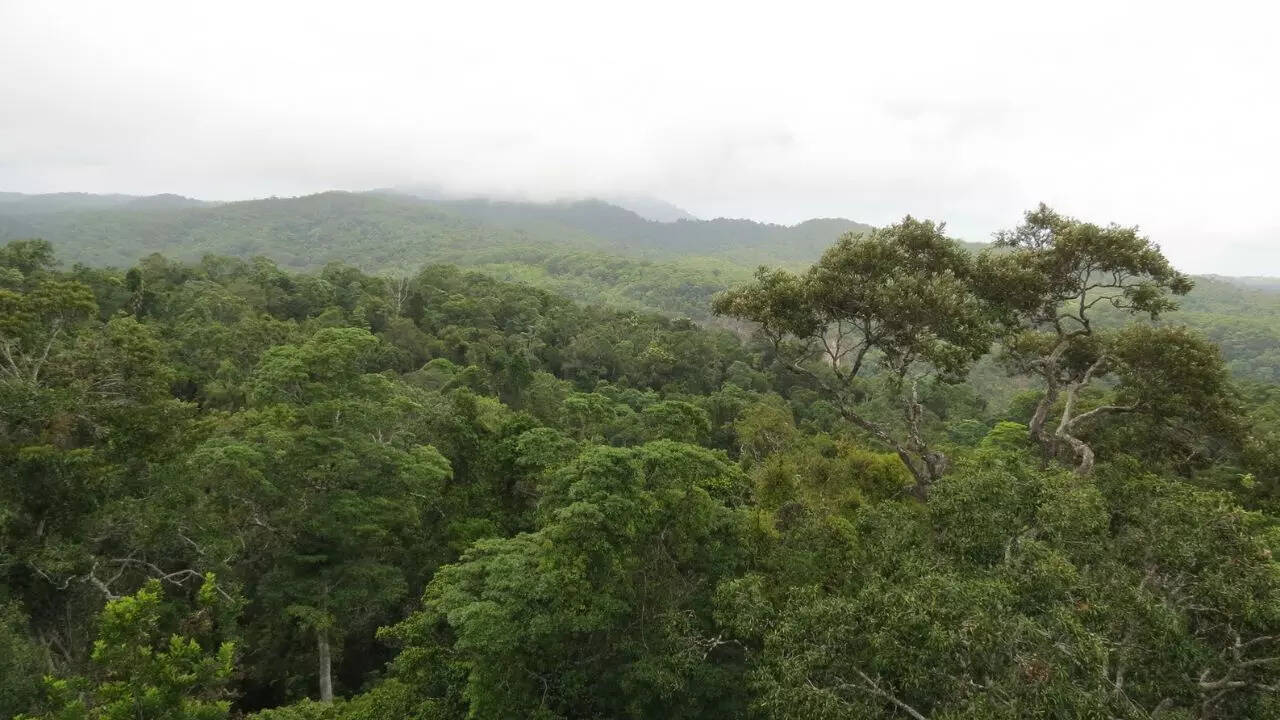 The Daintree Rainforest