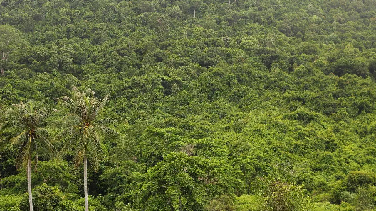 The Southeast Asian Rainforests