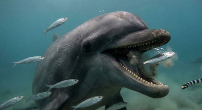 Scientists were stunned as dolphins used suction feeding, flaring lips and throats to vacuum prey whole/ AI illustration Dolphins aren’t cute : GoPro footage shows brutal, unsettling reality of how they hunt