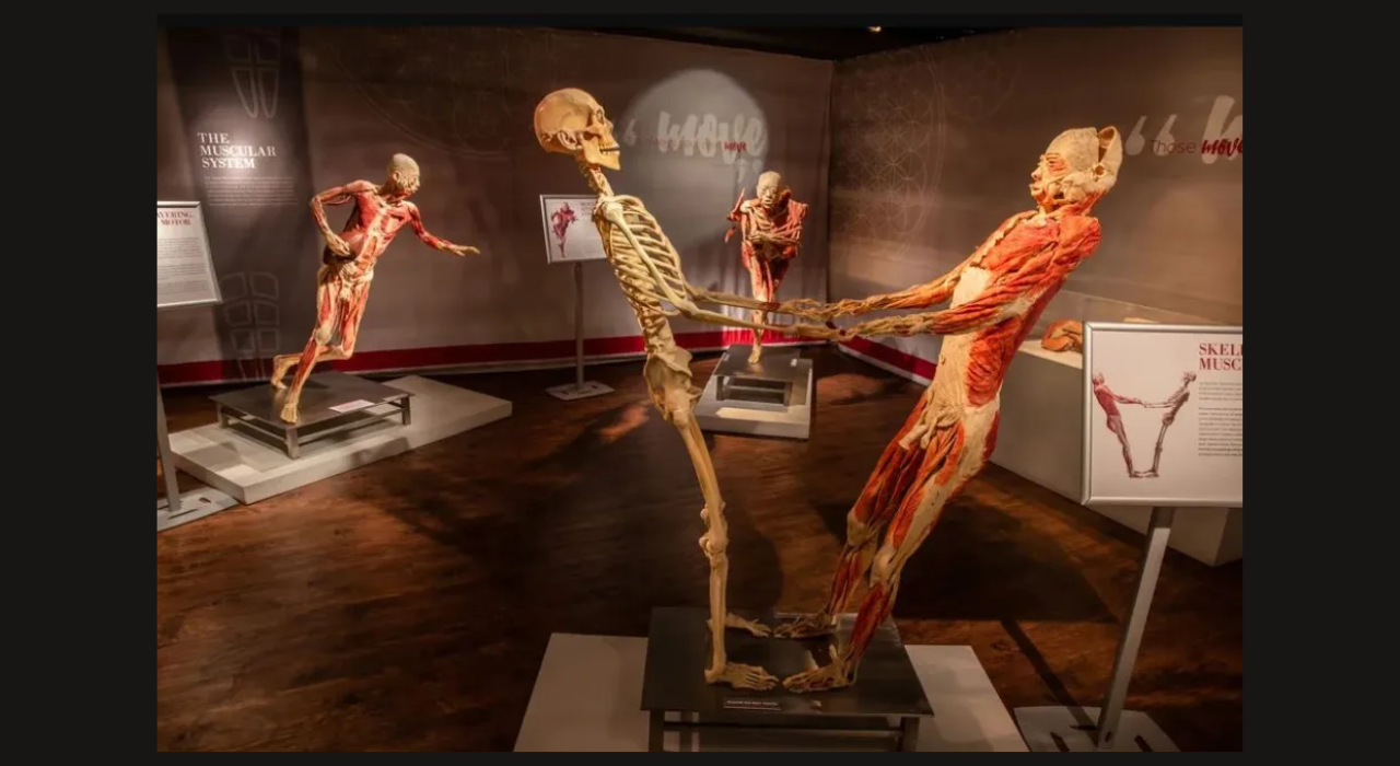 Human body Real Bodies Vegas