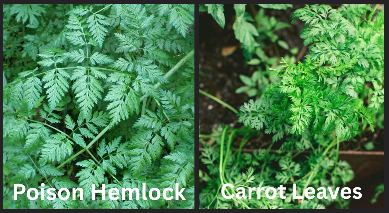 Poison Hemlock and Carrot leaves