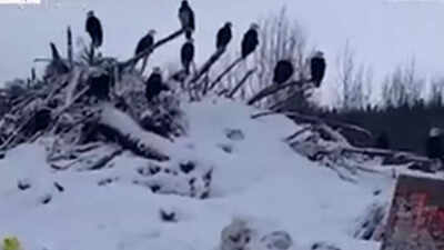 Source: X Why hundreds of bald eagles are flocking to northern British Columbia’s frozen mountains during winter