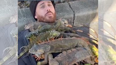 Florida man uses 'cold-stunned' iguanas as 'blankets' in bizarre viral video