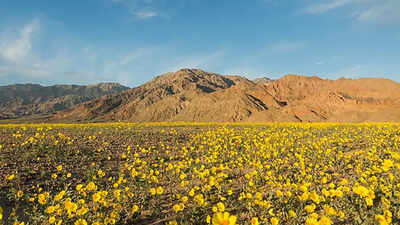 Source: National Park Service Is the hottest place on Earth blooming? Wildflowers bloom in California’s Death Valley after record winter rains in 2026
