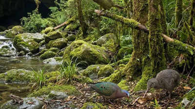 Source: Canterbury Museum ‘Long lost cave in New Zealand’ reveals million-year-old wildlife, extinct birds, and a Kākāpō ancestor