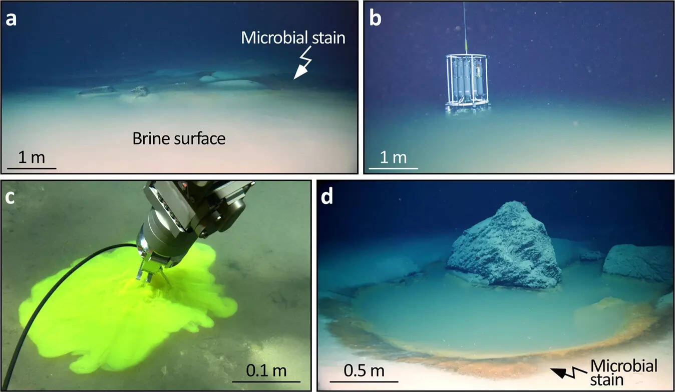 NEOM brine pools form a separate layer on the seafloor of Gulf of Aqaba (Image Source - Communications Earth & Environment, Nature) NEOM brine pools form a separate layer on the seafloor of Gulf of Aqaba