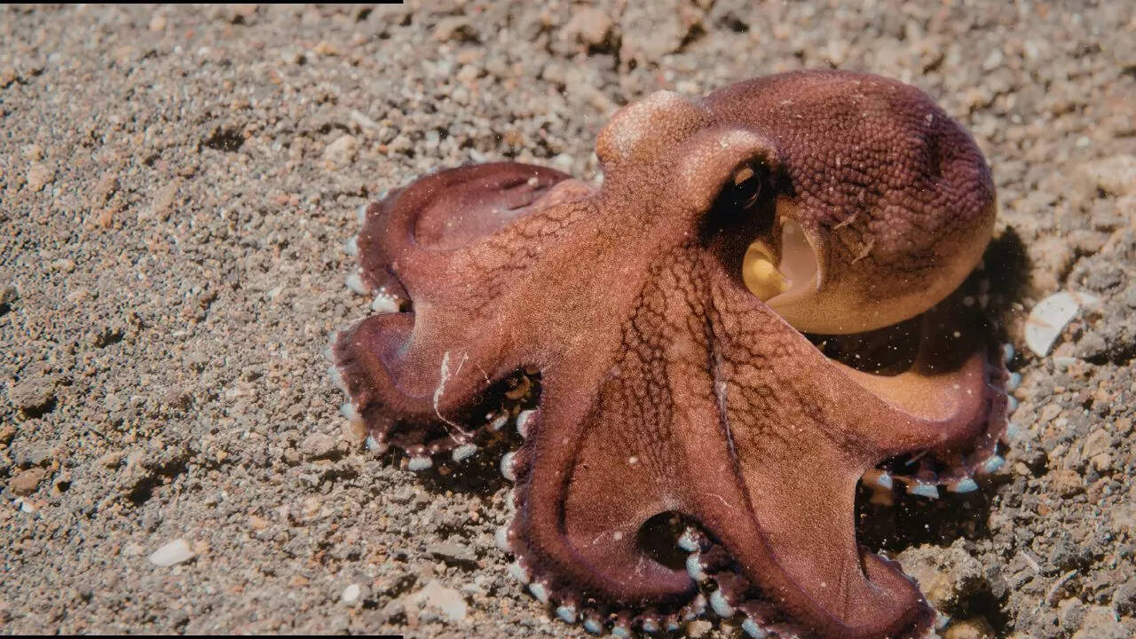 Octopuses combine intelligence and adaptability (Image Source - Canva) Octopuses combine intelligence and adaptability (Image Source - Canva)