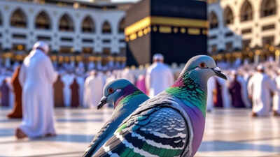 Watch viral video: Clever pigeon hacks water sensor to drink Zamzam in Mecca