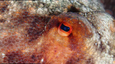 Which species is most likely to take over Earth after humans vanish (Image Source - Canva) Which species is most likely to take over Earth after humans vanish