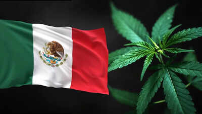 Why Mexico has become a major hub for the global drug trade (Image Source - Canva) Why Mexico has become a major hub for the global drug trade