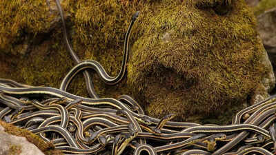 Source: Forbes World’s largest snake den in Canada: Over 100,000 red-sided garter snakes come alive every spring