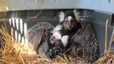 ‘The Monkey Whisperer’: Florida man arrested for illegal trading of exotic animals, fined $60,000