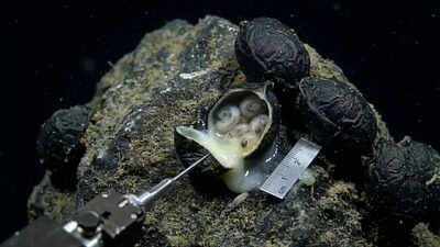 PC: Google Gemini 6,200 meters under the Pacific Ocean: Scientists open black ‘eggs’ and make a shocking discovery