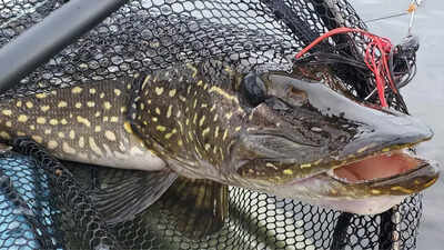 PC: Reddit Meet the Northern Pike fish: The freshwater predator that lays 500,000 eggs in a single spawn and grows over a meter