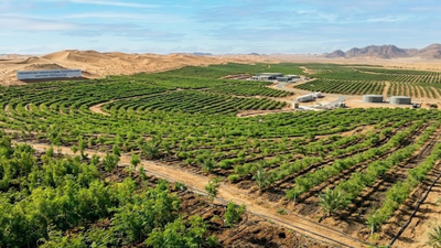 Saudi Arabia restores 1 million hectares of land, plants over 159 million trees under green initiative/Representative Image Saudi Arabia restores 1 million hectares of land, plants over 159 million trees under green initiative