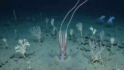 Scientists film deep-sea squid ‘turning into a tree’ 4 kilometres below the Pacific