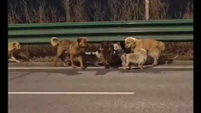 <p>Seven dogs break free from thieves and travel 17 km together to return to their village in China.</p>
<p>” decoding=”async” fetchpriority=”high”></p>
</div>
<div>
<p><span title= Seven stolen dogs escape moving truck in China, travel 17 km together to return to their owners