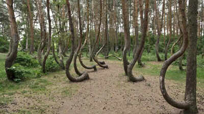 PC: Gryfino Forest District The crooked forest: Why 400 trees in Poland are bent exactly to the north