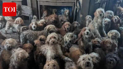 More than 250 dogs found a fresh start after being rescued from overcrowding conditions in the UK, where the owners faced difficulties controlling their breeding practices. The RSPCA has identified a staggering 70% rise in such large-scale rescues, frequently linked to underlying problems such as mental health and financial stress affecting responsible breeding. 250 dogs rescued from single overcrowded home as breeding crisis worsens across England and Wales