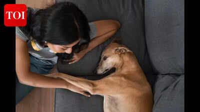 UK pet law explained: Martin Lewis reveals why dog owners face bigger legal risks than cat owners