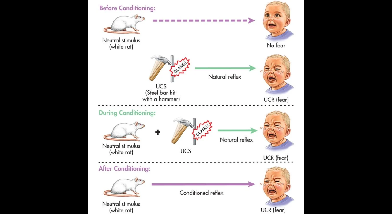The Little Albert Experiment demonstrated that classical conditioning could be used to create a phobia. A phobia is an irrational fear, that is out of proportion to the danger/ Image: Simply Psychology Baby Experiment