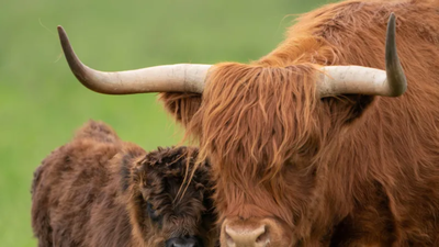 UK farmer plans to breed ‘less photogenic’ Highland cows to stop tourists and influencers filming them