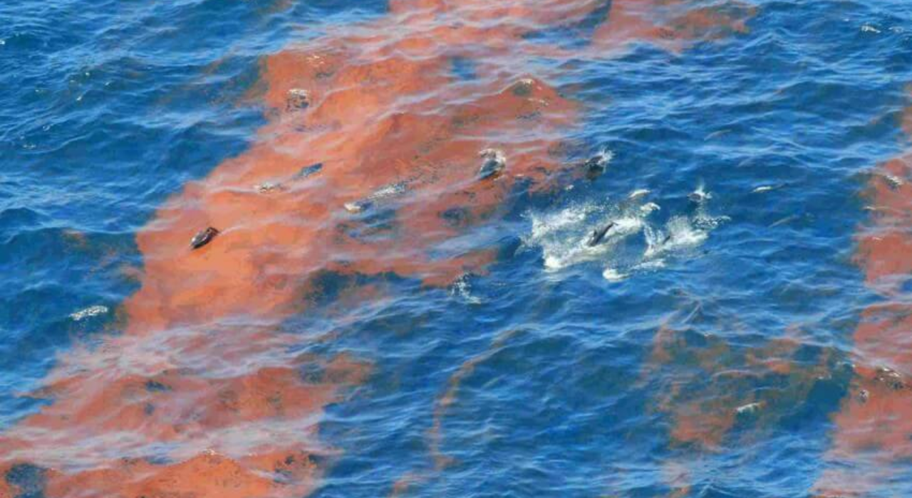 Dolphins swimming in oiled waters in the Gulf (Source: NOAA) Dolphins swimming in oiled waters in the Gulf (Source: NOAA)
