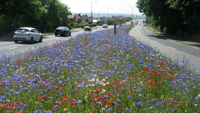 ‘Game changer’: England town stopped mowing 8 miles of grass and nature came back instantly while saving £25,000 a year