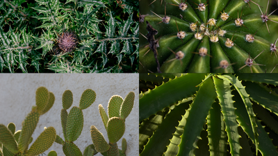 How plants got their thorns: A genetic mystery solved