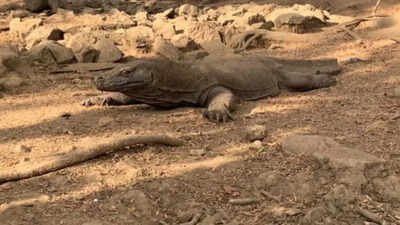 Indonesia police arrest six for Komodo dragon smuggling