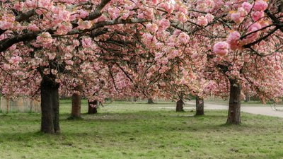 Meet Yasuyuki Aono: Japanese scientist who kept a 1,200-year cherry blossom record alive until his death