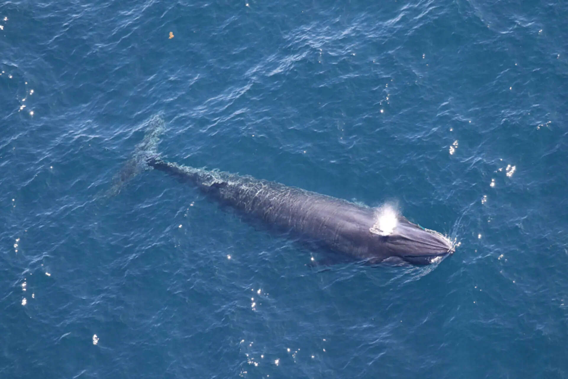In this 2024 image provided by NOAA Fisheries, a Rice's whale is visible from onboard the NOAA Twin Otter aircraft off the coast of Texas in the Gulf of Mexico. (Paul Nagelkirk/NOAA Fisheries (Permit #21938) via AP) Things to know about Rice's whale, a rare species at risk from Trump plans for more Gulf drilling