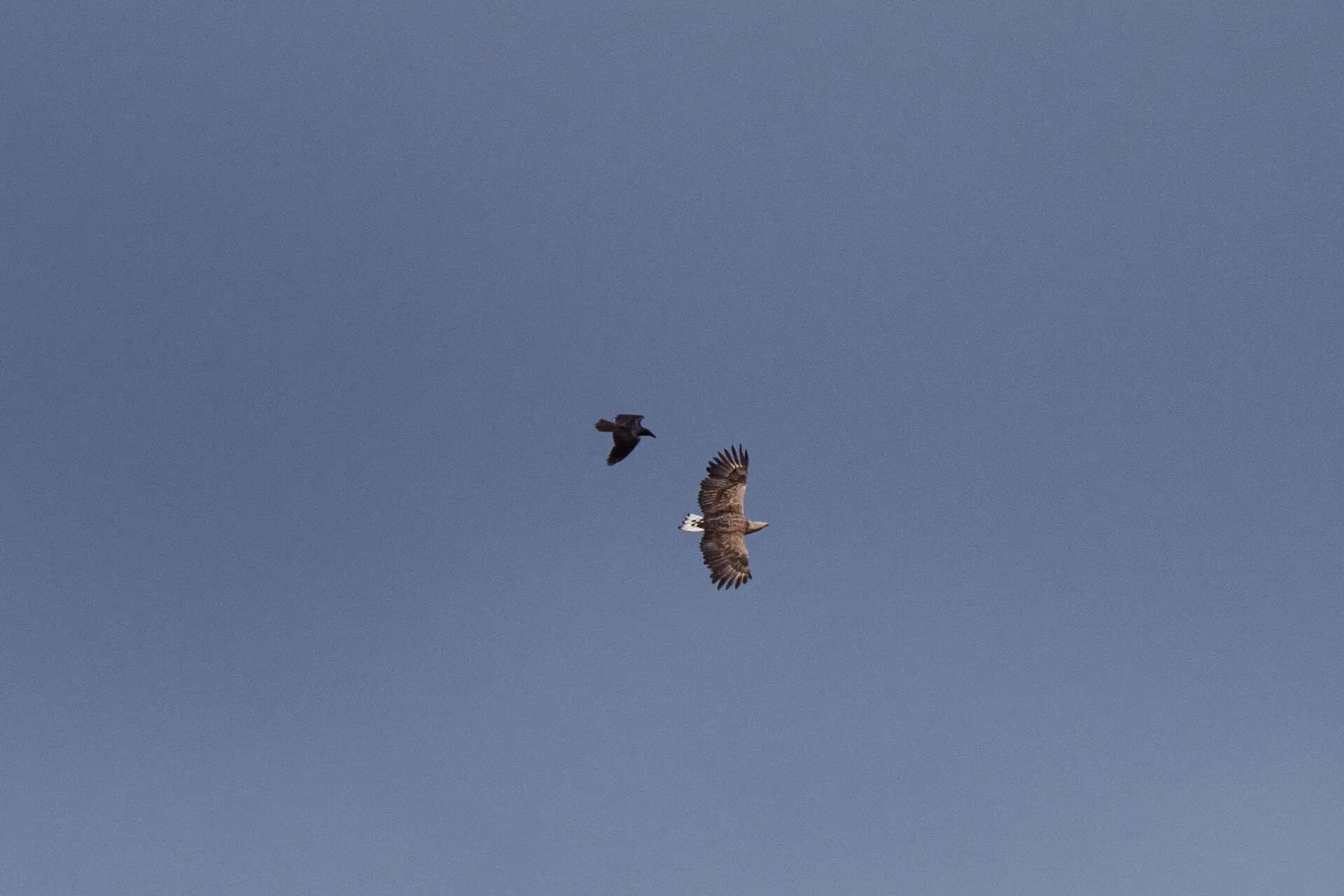 Ukraine Chernobyl Nature