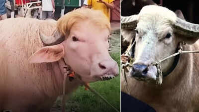 <p>Images of buffalo one named after Donald Trump other after Benjamin Netanyahu (Source/X) </p>
<p>” decoding=”async” fetchpriority=”high”></p>
</div>
<div>
<p><span title= Watch: Bangladesh's viral buffaloes resembling Donald Trump and Benjamin Netanyahu steal spotlight