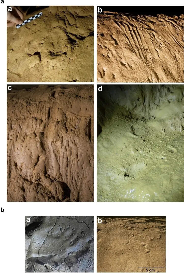 Further exploration uncovered an intact human skeleton, suggesting the cave served as a prehistoric burial site and a place of worship. Remarkably, ancient footprints preserved in the mud indicate the use of sophisticated footwear. Image Credit: Evidence of the use of soft footwear in the Gravettian cave of Cussac (Dordogne, France) Fig 2 41598_2021_2127_Fig2_HTML