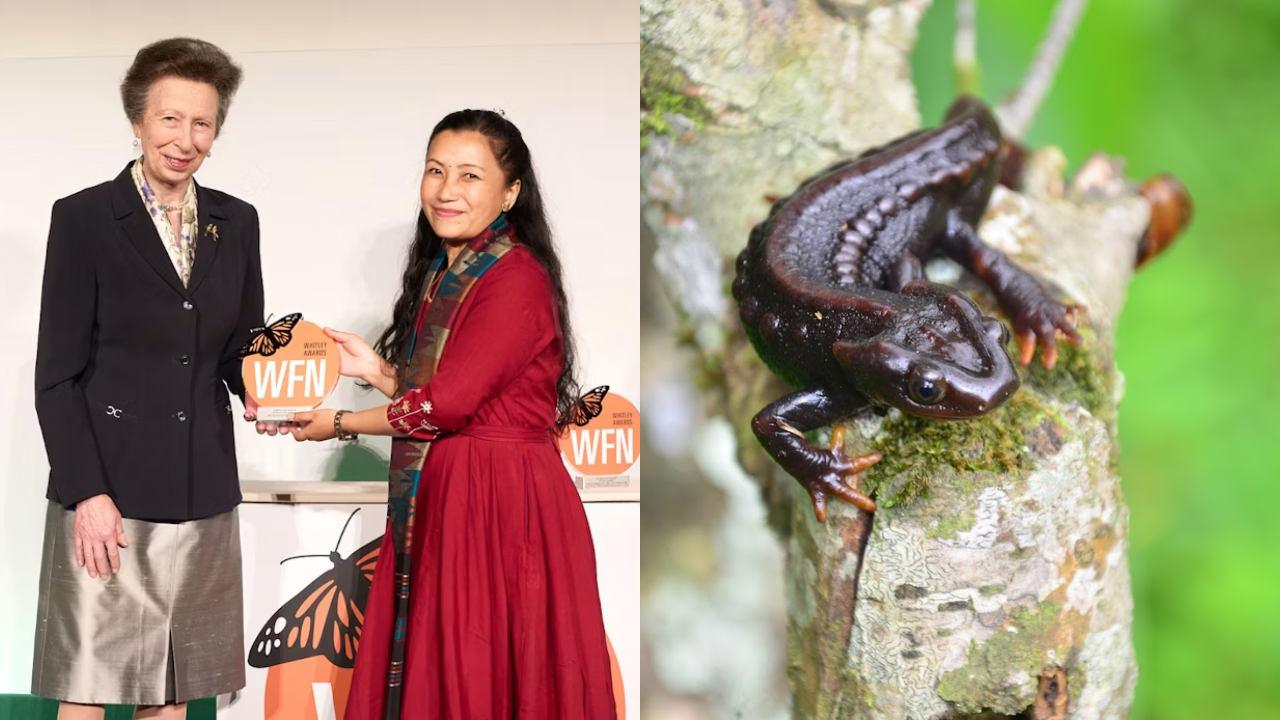 Image(s): WFN Barkha Subba’s fight to protect the Himalayan Salamander